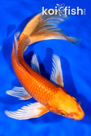 9" ORENJI OGON BUTTERFLY