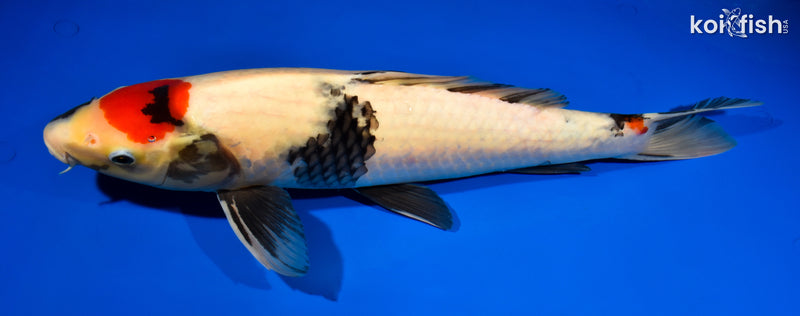 17.25" TANCHO SHOWA