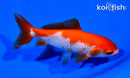 5.25" WAKIN GOLDFISH