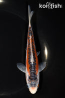 6.25" HI SHUSUI