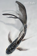 8" DOITSU KOGANE OCHIBA SHIGURE BUTTERFLY