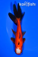 5.75" WAKIN GOLDFISH