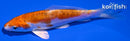 4.25" HEISEI NISHIKI