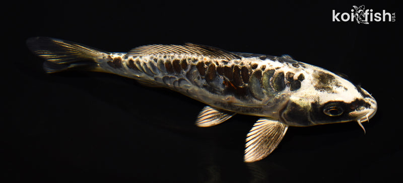 6.75" ARAGOKE BENI KIKOKURYU