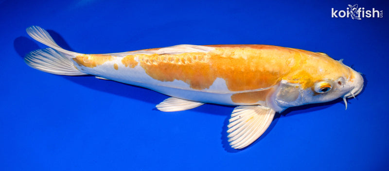 13.5" DOITSU HARIWAKE
