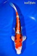 11.75" BENI KIKOKURYU