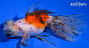 5.5" CALICO TELESCOPE GOLDFISH