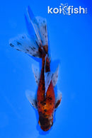 6" CALCIO WATONAI GOLDFISH