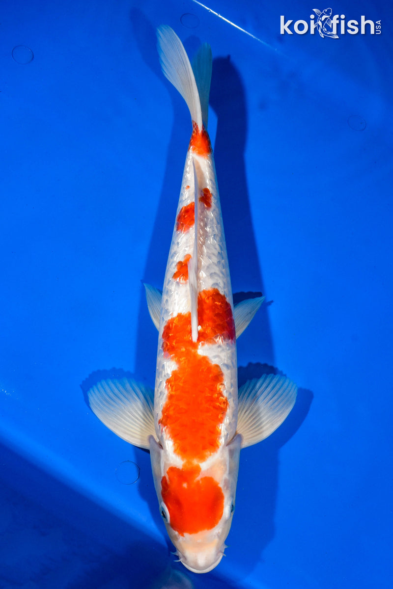 15.25" GINRIN KOHAKU