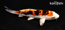 5.75" HEISEI NISHIKI