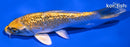 5.5" KUJAKU