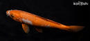 6.5" OCHIBA SHIGURE