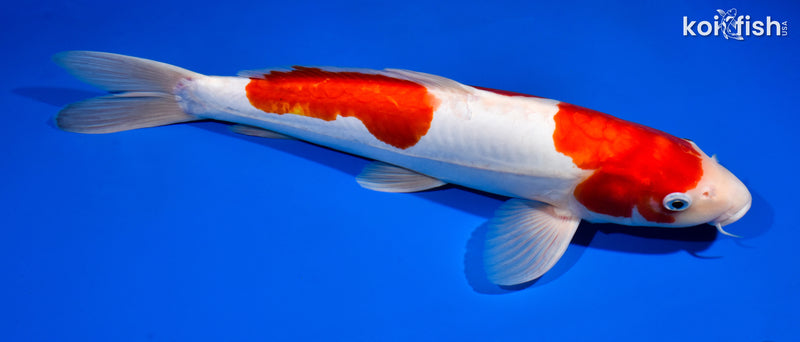 14.75" LEATHER KOHAKU