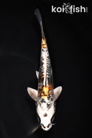 7.5" GINRIN ARAGOKE BENI KIKOKURYU