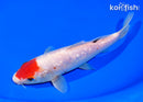 7" GINRIN TANCHO KOHAKU