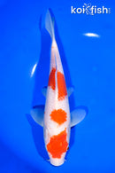 9.75" KOHAKU