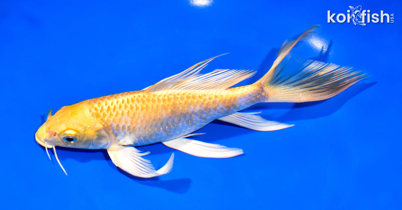 8" HARIWAKE BUTTERFLY
