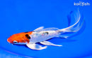 8.25" ARAGOKE HEISEI NISHIKI BUTTERFLY