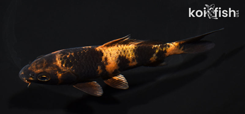 5.25" KIN HI UTSURI