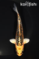 5.25" ARAGOKE KUJAKU