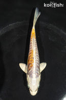 5.5" ARAGOKE HARIWAKE