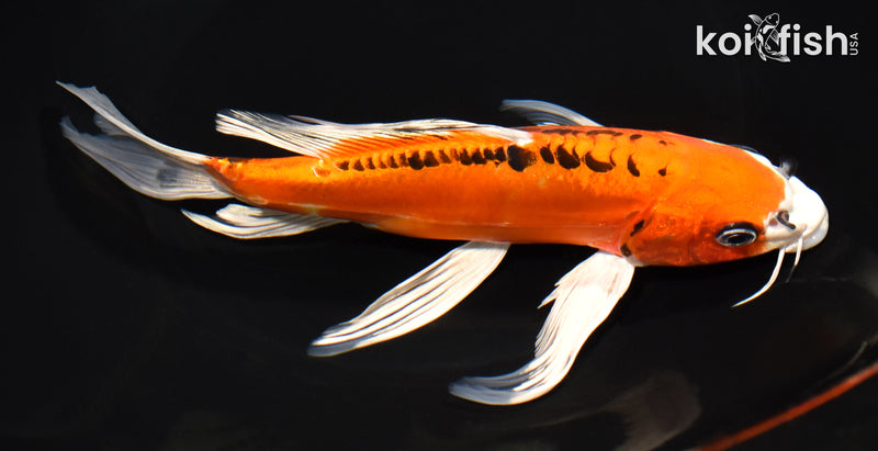 8" DOITSU ORENJI MATSUBA BUTTERFLY