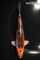 6.25" KUJAKU