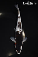 7.25" GINRIN BUDO GOROMO