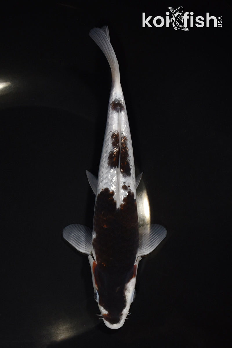 7.25" GINRIN BUDO GOROMO