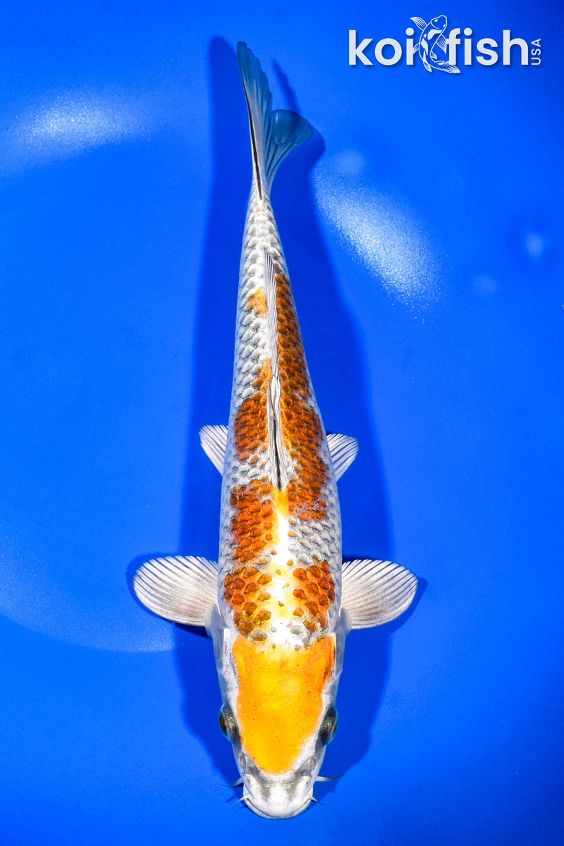 10.25" KUJAKU