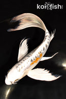 9.75" BENI KIKOKURYU BUTTERFLY