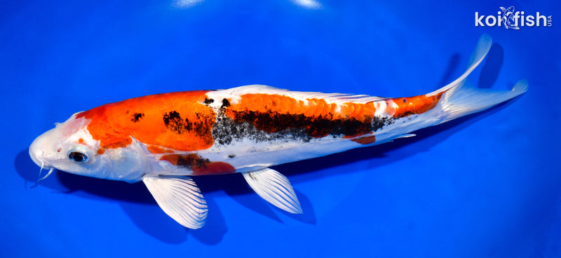 11.75" BENI KIKOKURYU