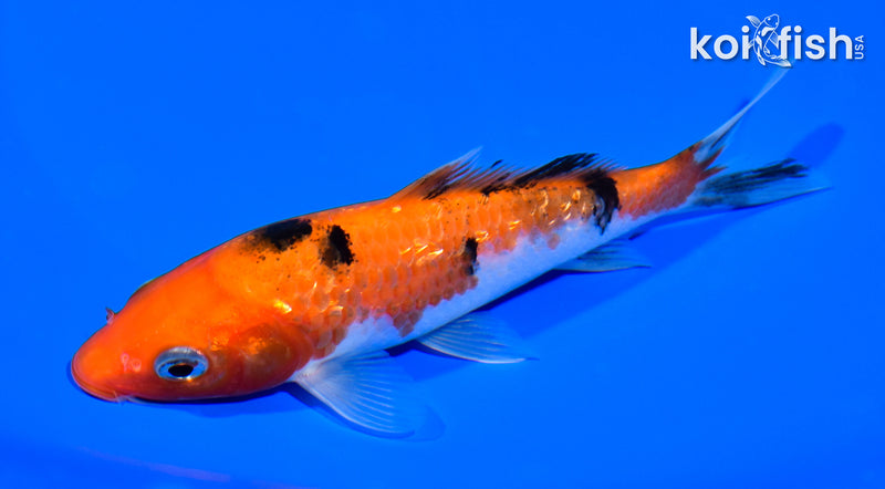 5.5" GINRIN AKA SANKE