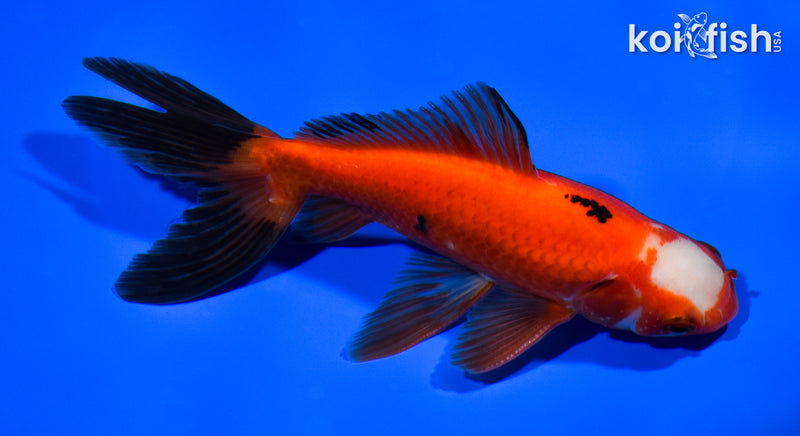 5.75" WAKIN GOLDFISH