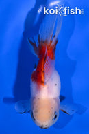 4.75" ORANDA GOLDFISH