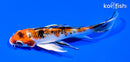 6" YAMATO NISHIKI BUTTERFLY