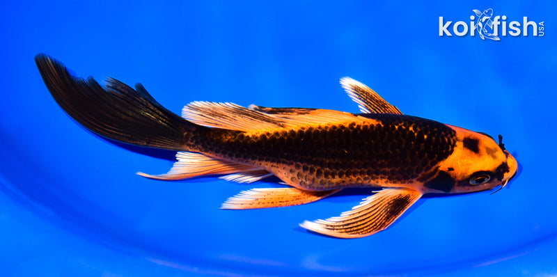 7.5" ORENJI MATSUBA BUTTERFLY