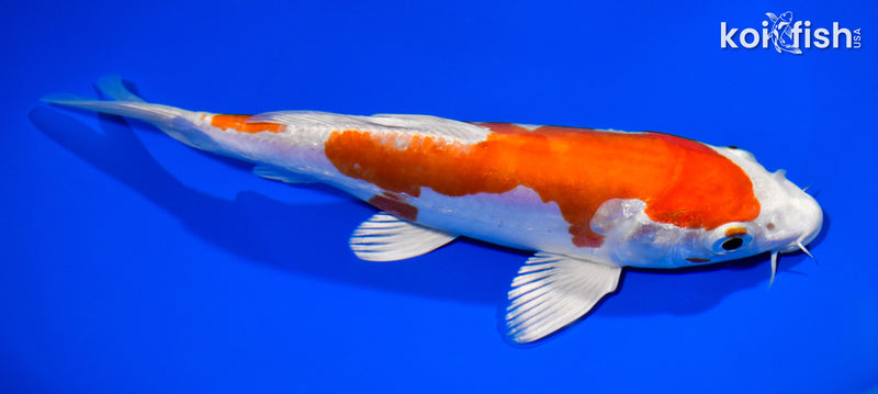 7.75" KIKUSUI
