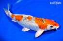 13.5" KUJAKU