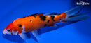 7.25" SANKE
