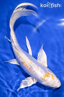 8.5" DOITSU LEMON HARIWAKE BUTTERFLY