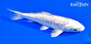 5.5" GINRIN PLATINUM OGON