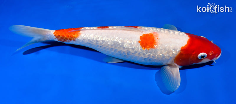 12.25" GINRIN GODAN KOHAKU