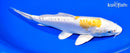 8.25" DOITSU LEMON HARIWAKE