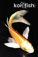 6.75" ARAGOKE YAMABUKI OGON BUTTERFLY