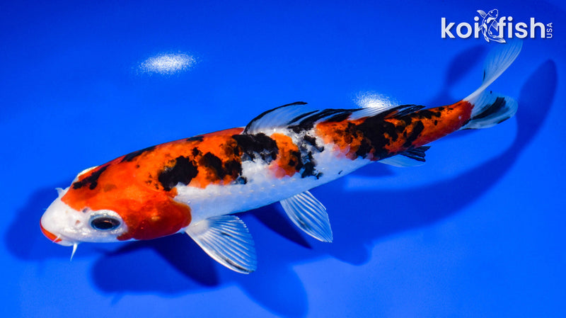 8" KUCHIBENI YAMATO NISHIKI
