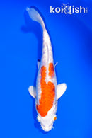 7.5" ARAGOKE HARIWAKE