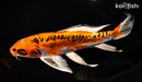 10" ARAGOKE BENI KIKOKURYU BUTTERFLY
