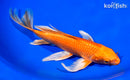 9" ORENJI OGON BUTTERFLY