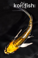 4.75" KIN KIKOKURYU BUTTERFLY